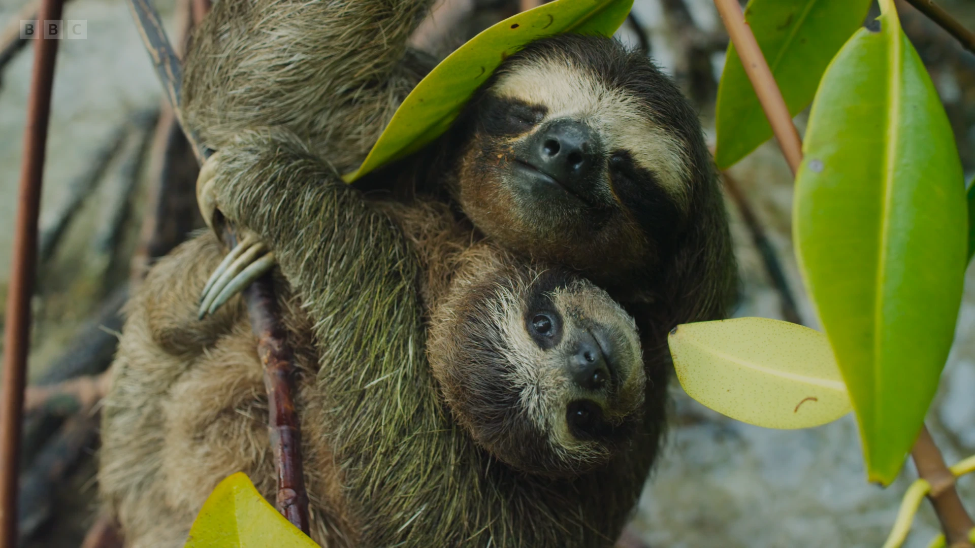 Pygmy three-toed sloth (Bradypus pygmaeus) as shown in Planet Earth II - Islands